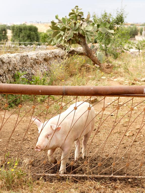 Masseria Curatori Monopoli Εξωτερικό φωτογραφία